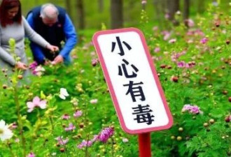 大温春天千万别乱摘！这些野菜一口可能致命