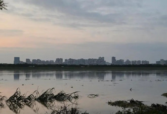 鸭棚被冲垮，武汉上千只鸭子顺河一路漂