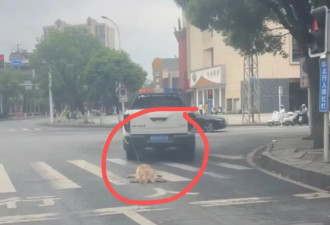 湖南一城管执法车辆当街拖行犬只致死引爆舆论