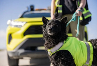 温哥华机场明星汪警退休！8年“驱鸟神犬”萌翻全网