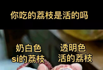 鲜荔枝果肉透明，“死荔枝”是乳白色？果农说......