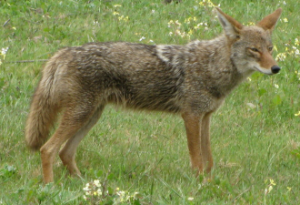 从异常冬季到土狼Coyote频繁袭击人的生态学思考