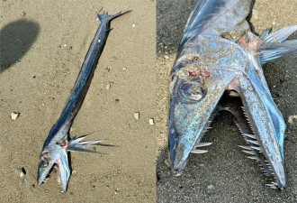 大地震前兆？日本海边惊见“凶猛獠牙怪鱼”