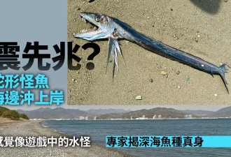 地震先兆？日本海边“獠牙蛇形怪鱼”冲上岸 吓坏网民
