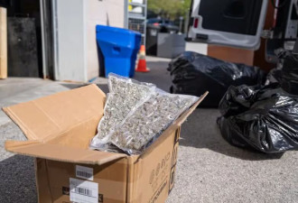 万锦爆大案！警方查获340万非法大麻，5名华人被捕