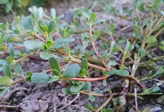 这4种“天然抗生素”草 全身都是宝，要懂得吃