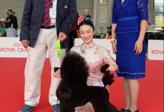 霍思燕爱犬又夺冠，胖到140斤穿旗袍好圆润