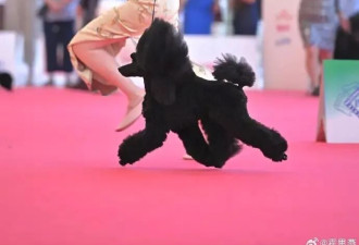 霍思燕爱犬又夺冠，胖到140斤穿旗袍好圆润