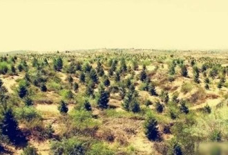 83年严打被遣送到大西北的重刑犯 结局怎样