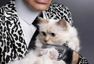 继承老佛爷$150万遗产的世界首富猫为什么破产了?