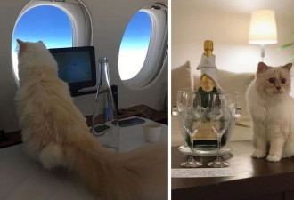 继承老佛爷$150万遗产的世界首富猫为什么破产了?