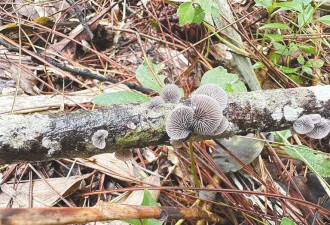 全球首现！海南雨林“上新”两种木腐真菌