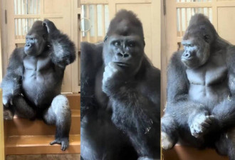 再帅也会被暴打？“它” 吸引4000万人围观