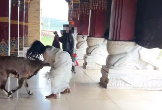 康定木雅大寺游客被岩羊顶撞受伤 管委会：野生的