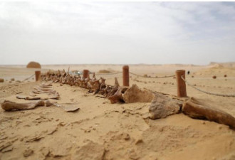 530万年，中国揭开世界最大“鲸鱼坟场”之之谜