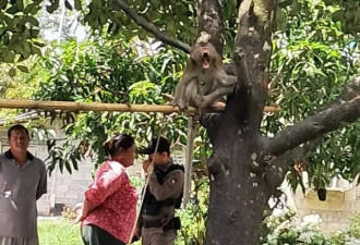 泰国7岁孩童遭家里宠物猴撕咬，肺部被刺穿身亡