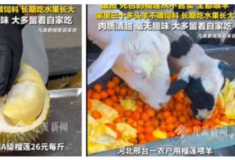 30只羊狂嗑A级榴梿2年 河北饲主曝羊肉惊人变化