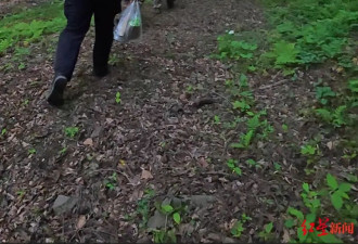 吉林野生东北虎咬死黄牛，村民与虎对视爬树求救