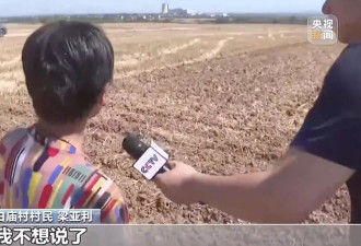 “孤独树”走红，村民无奈砍掉树冠，村委会回应