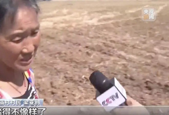 “孤独树”走红，村民无奈砍掉树冠，村委会回应