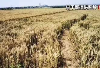 “孤独树”走红，村民无奈砍掉树冠，村委会回应