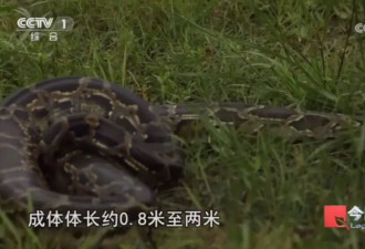 毛骨悚然！独居男子在小区里养300多条蟒蛇