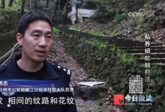 毛骨悚然！独居男子在小区里养300多条蟒蛇