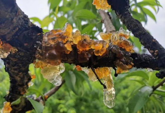 “植物燕窝”：当年烂大街没人要，如今60元一斤