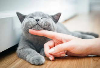 实验证明，你家猫只在有回报时才会帮你