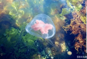 海边玩水 小心这些“隐形刺客”