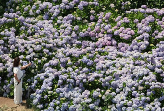 韩国济州岛迎来绣球花最佳观赏期