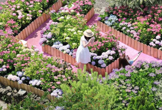 韩国济州岛迎来绣球花最佳观赏期