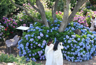韩国济州岛迎来绣球花最佳观赏期