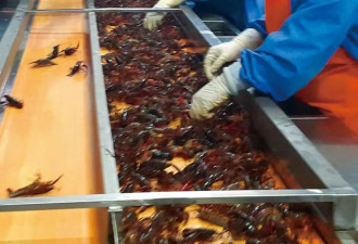 在中国，小龙虾壳能变内衣、袜子和保健品！
