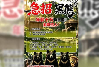 中国动物园急征假黑熊 瞬间引发网络暴动