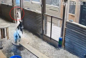 网友疯传 加拿大农场女主人一脚踢飞美洲狮