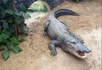 陌生男子将3岁男童扔进鳄鱼池，园主舍命相救