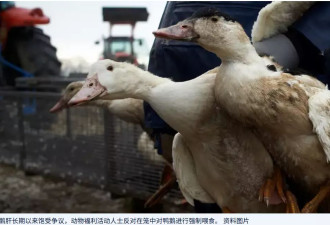 中国鹅肝产业迅猛崛起 动物福利人士表示关切