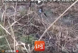 9岁女童烧野草父亲扑火身亡,家属称被要求灭完火才能走