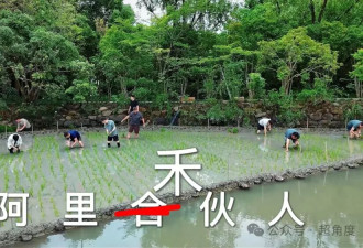 马云与阿里众高管下田插秧，这次是真“对齐”