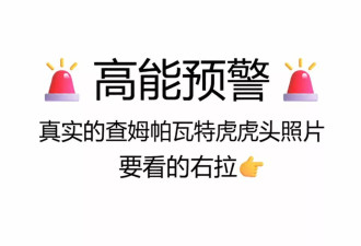 一只雌虎吃掉436人，创下吉尼斯纪录