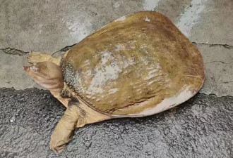 老大爷水库钓到19.8斤大老鳖，以为很值钱...
