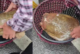 老大爷水库钓到19.8斤大老鳖，以为很值钱...