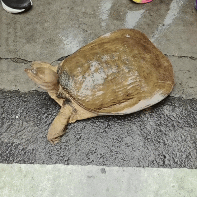 老大爷水库钓到19.8斤大老鳖，以为很值钱...
