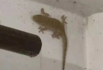 清理老人独居几十年的家 被评年度最炸裂视频