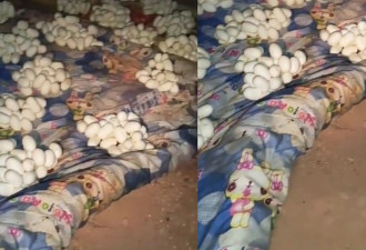 江西男半年没回家竟满屋蛇蛋 网揪1细节揭真相
