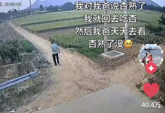 我对我爸说杏熟了我就回去 然后我爸天天去看杏