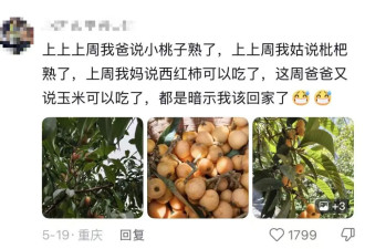 我对我爸说杏熟了我就回去 然后我爸天天去看杏
