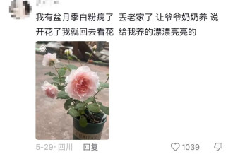 我对我爸说杏熟了我就回去 然后我爸天天去看杏