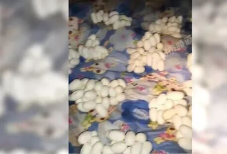 半年没回家 他惊见屋内堆满蛇蛋！画面疯传